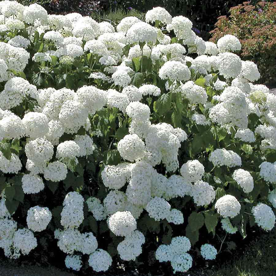 Hydrangea arborescens 'Annabelle'