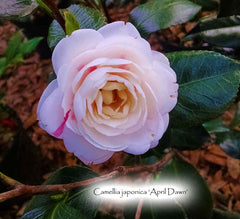 Camellia japonica 'April Dawn'