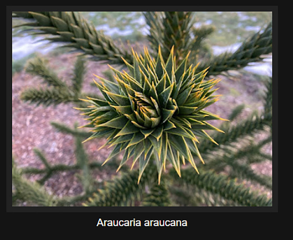 Araucaria araucana  -  Monkey Puzzle Tree