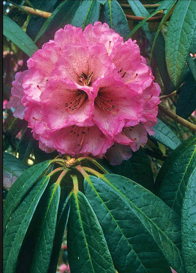 R. arboreum ssp. cinnamomeum 'Roseum'