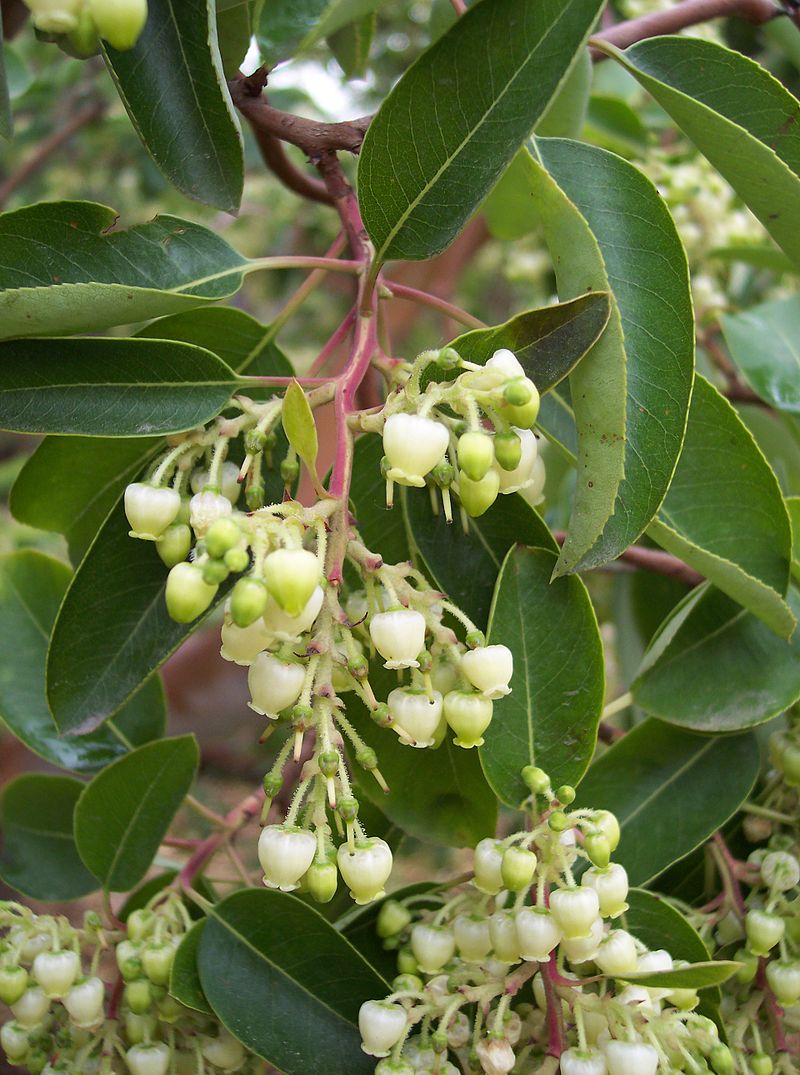 Marina Strawberry Tree