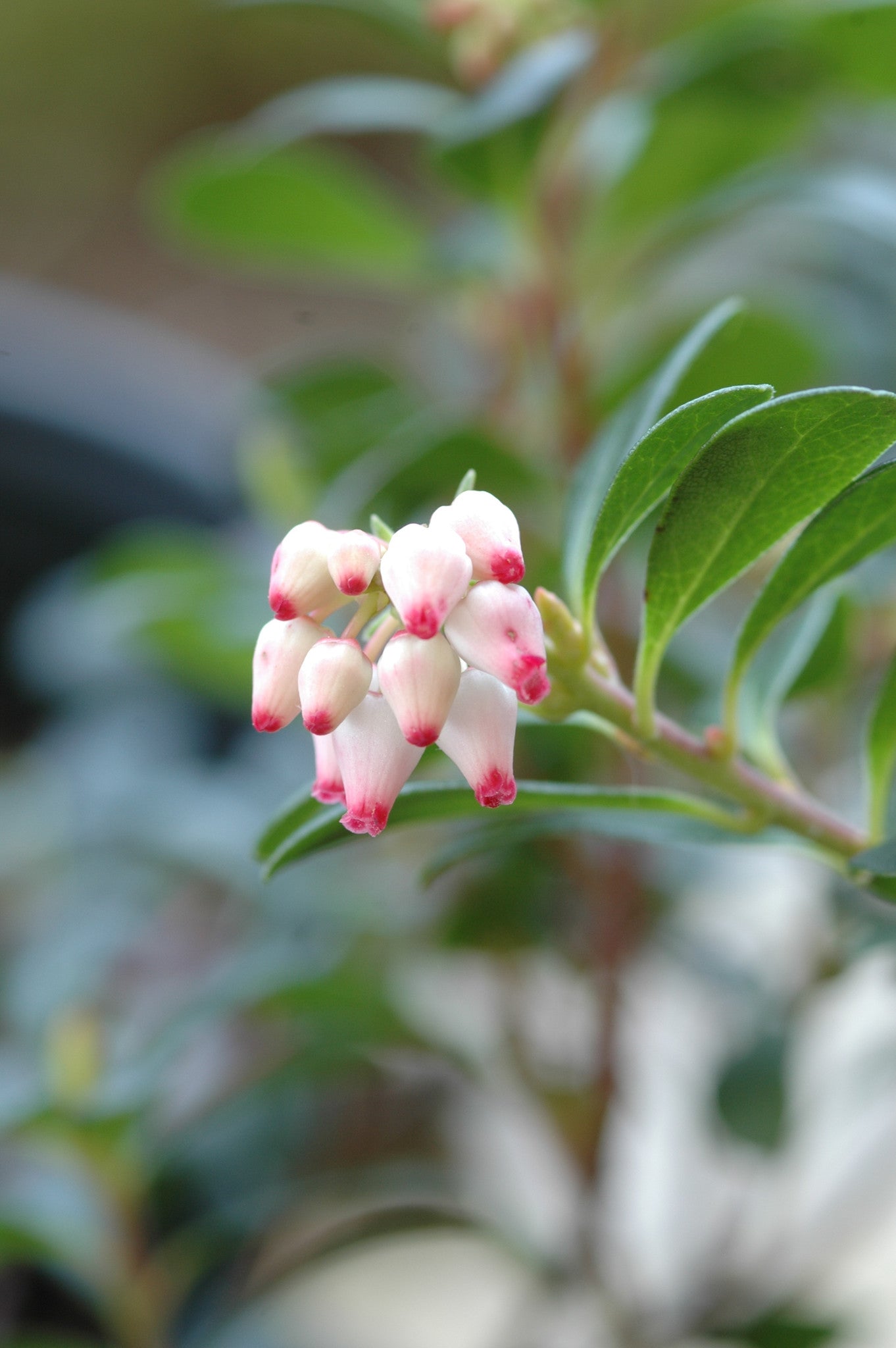 Arctostaphylos uva-ursi var. Massachusetts