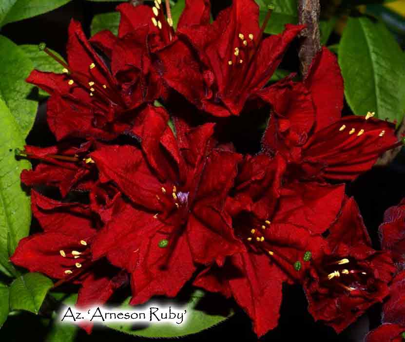 Az. 'Arneson Ruby'