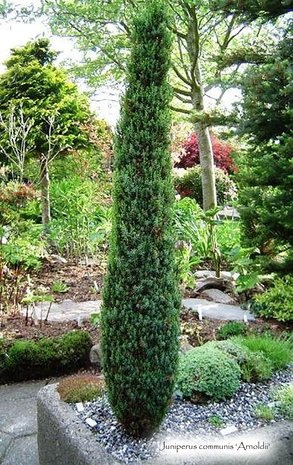 Juniperus communis 'Arnoldii' – Singing Tree Gardens Nursery