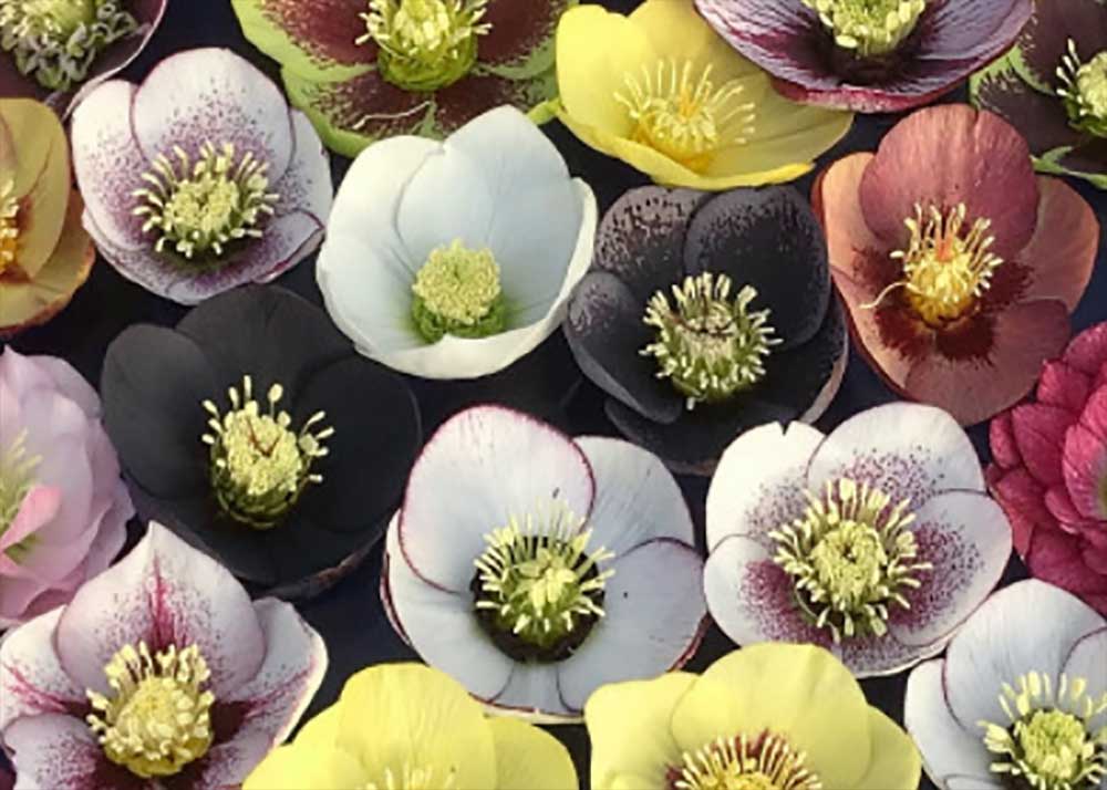 Ashwood Garden Hybrids Helleborus