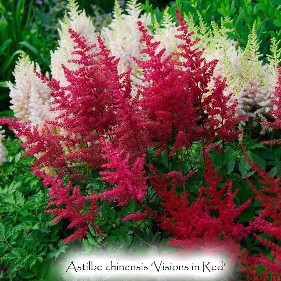 Astilbe chinensis 'Visions in Red'