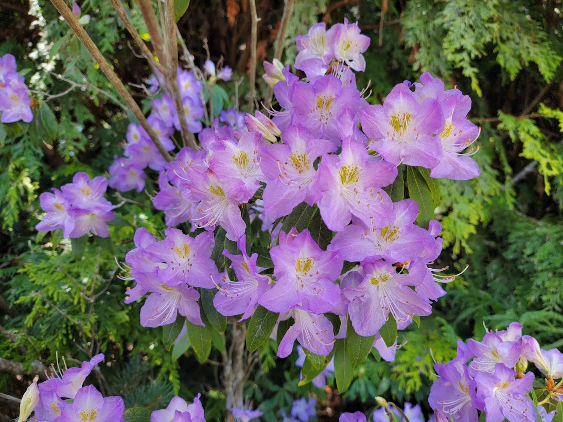 R. augustinii var. chasmanthum 'Tower Court' Form