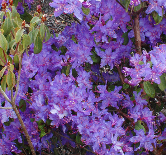 R. augustinii 'Royston Form'