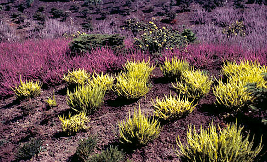 Calluna vulgaris 'Aurea'