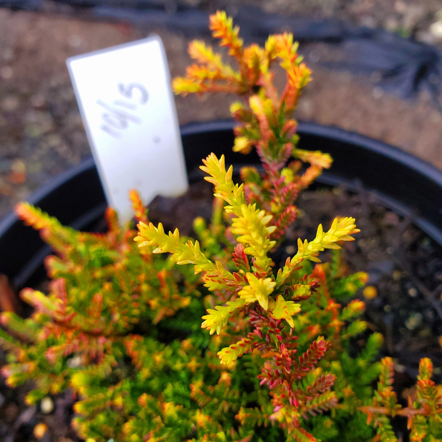 Calluna vulgaris 'Aurea'