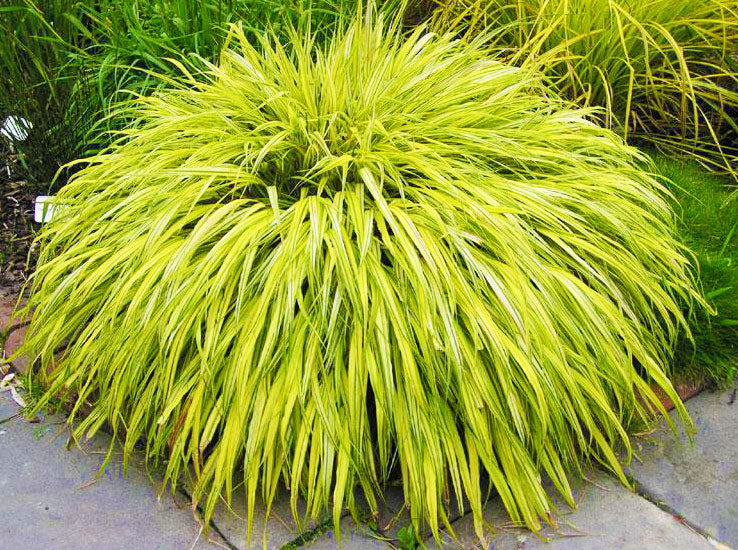 Aurelua Tree Aureola – Singing Tree Gardens Nursery