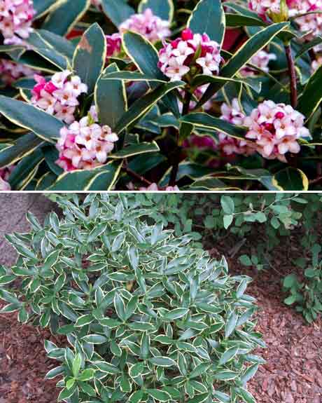 Daphne odora 'Aureomarginata'