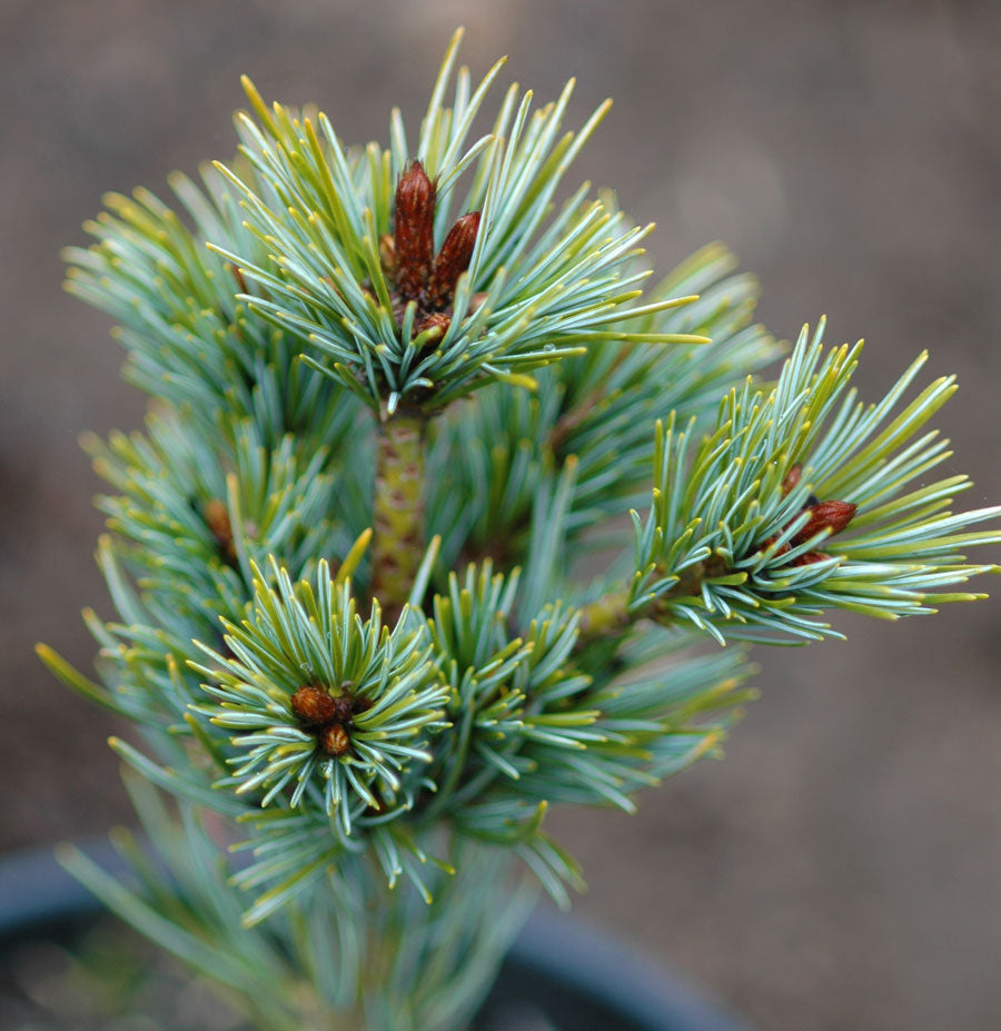 Pinus parviflora Azuma Goyo