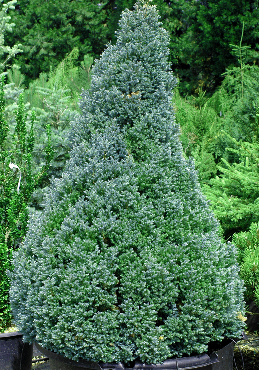 Chamaecyparis pisifera Baby Blue Ice