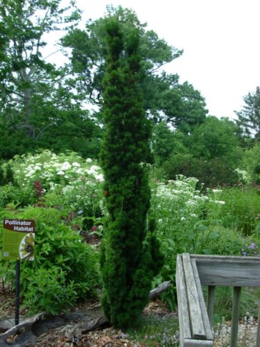 Taxus x media 'Beanpole'