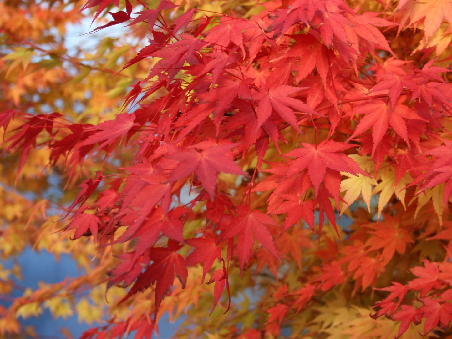 Acer palmatum 'Beni Kawa'