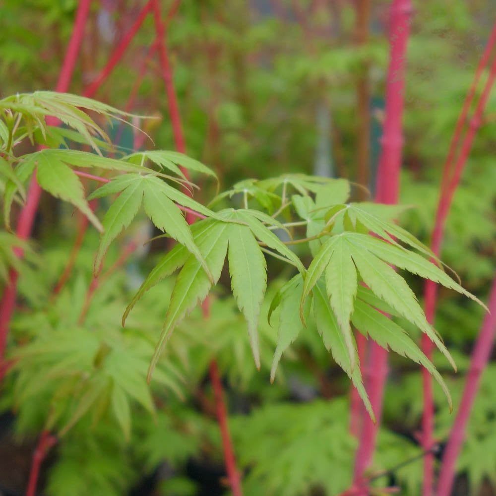 Acer palmatum 'Beni Kawa'