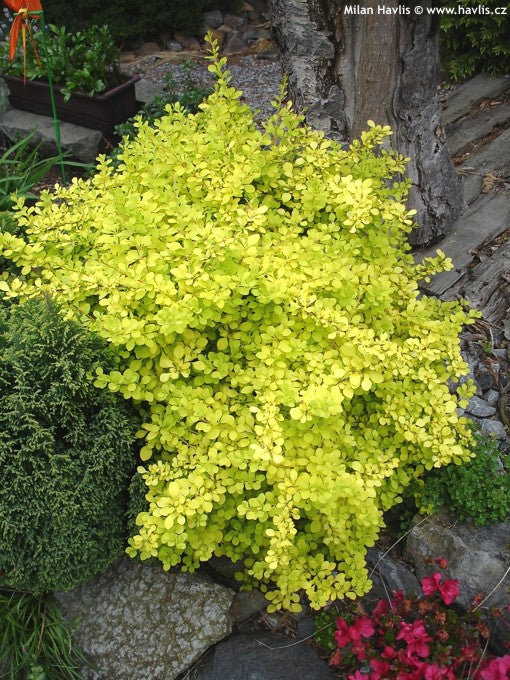 Berberis thunbergii 'Bonanza Gold'