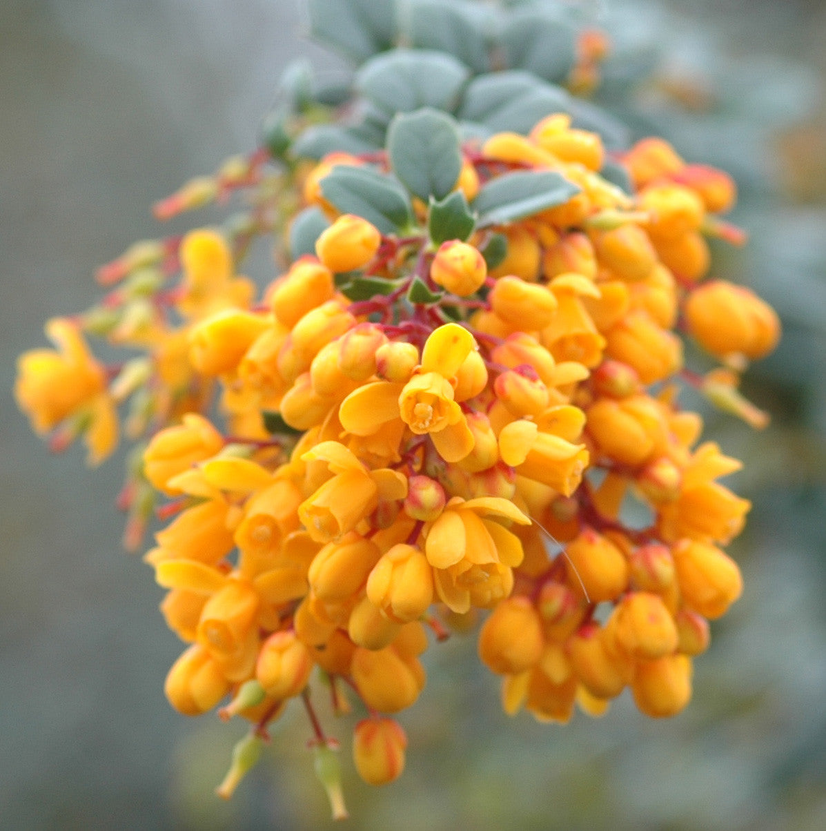 Darwin's Barberry