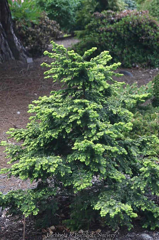 Tsuga canadensis 'Bergman's Heli'