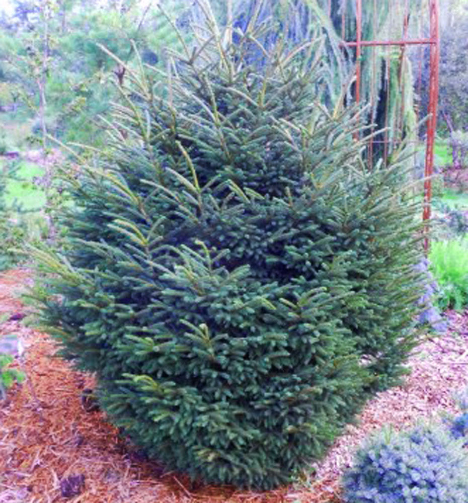 Picea orientalis Bergman's Gem