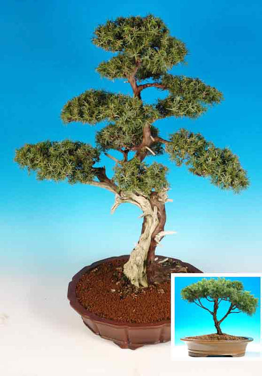 Juniperus communis 'Berkshire'