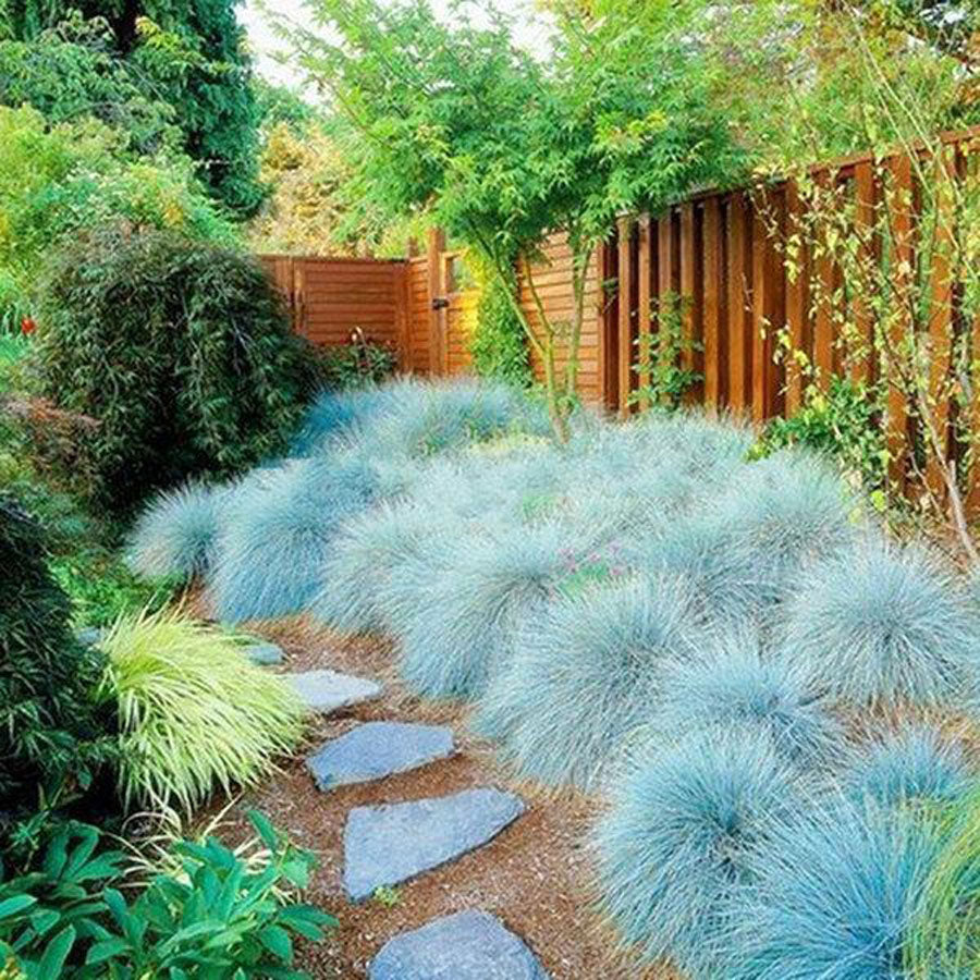 Festuca glauca 'Beyond Blue'