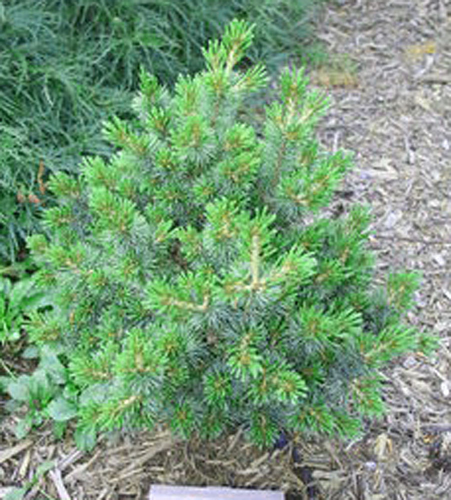 Pinus parviflora Billie