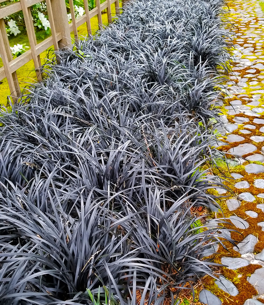 'Black Beard' Mondo Grass - Ophiopogon planiscapus