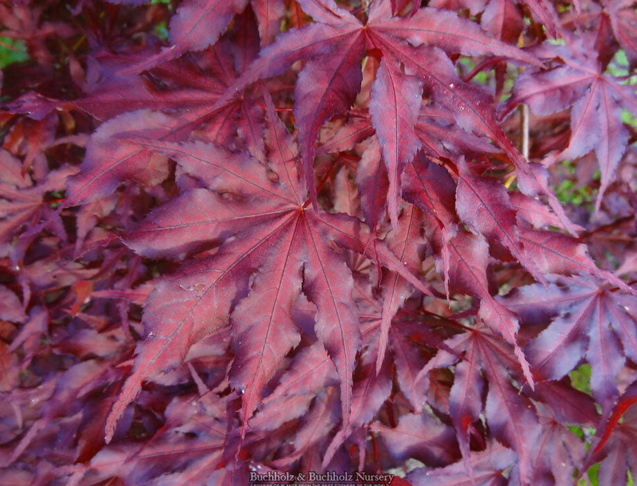 Acer palmatum 'Black Hole'