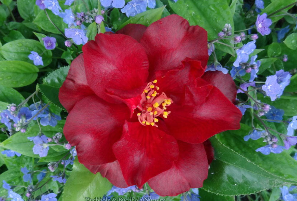 Camellia japonica 'Black Magic'