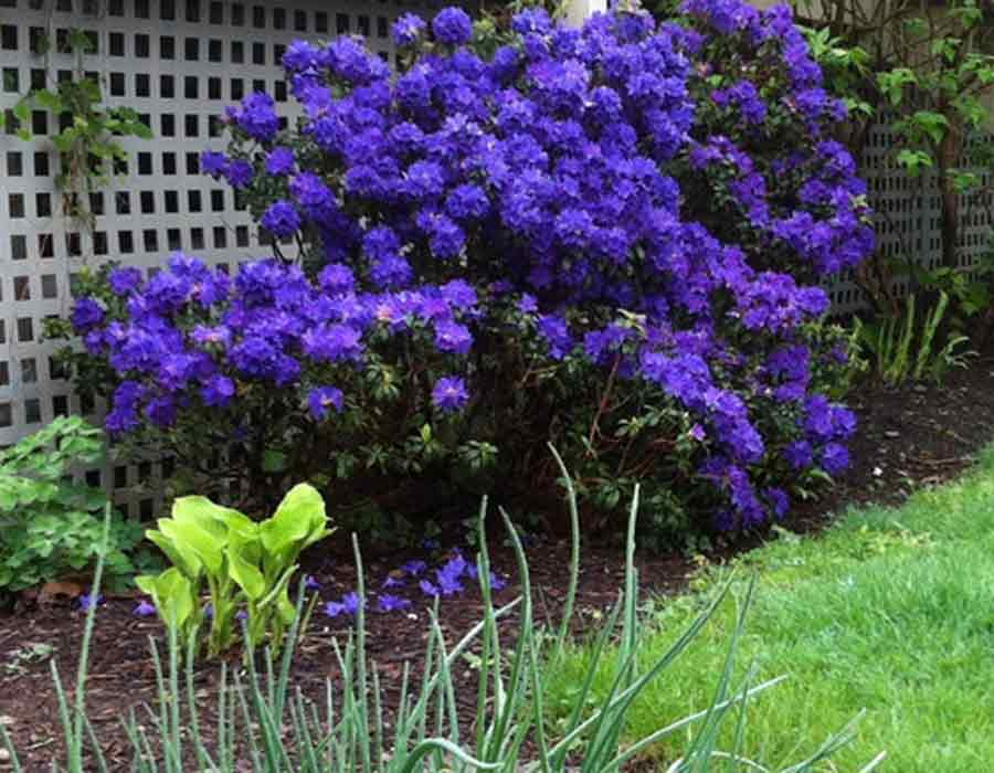 Rhododedron Blue Baron
