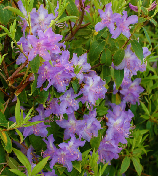 Rhododendron augustinii ssp augustinii 'Blue Cloud'