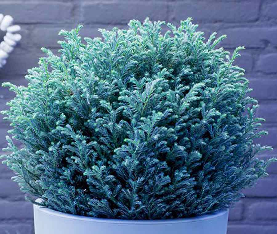 Chamaecyparis pisifera 'Blue Moon'