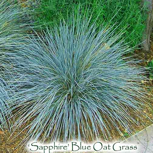 'Sapphire' Blue Oat Grass - Helictotrichon sempervirens
