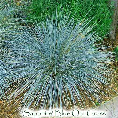 Blue Oats Grass (Helictotrichon sempervirens) 14 'Sapphire' Blue Oat Grass - Helictotrichon sempervirens