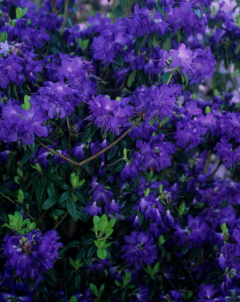 Blue Ridge β Singing Tree Gardens Nursery