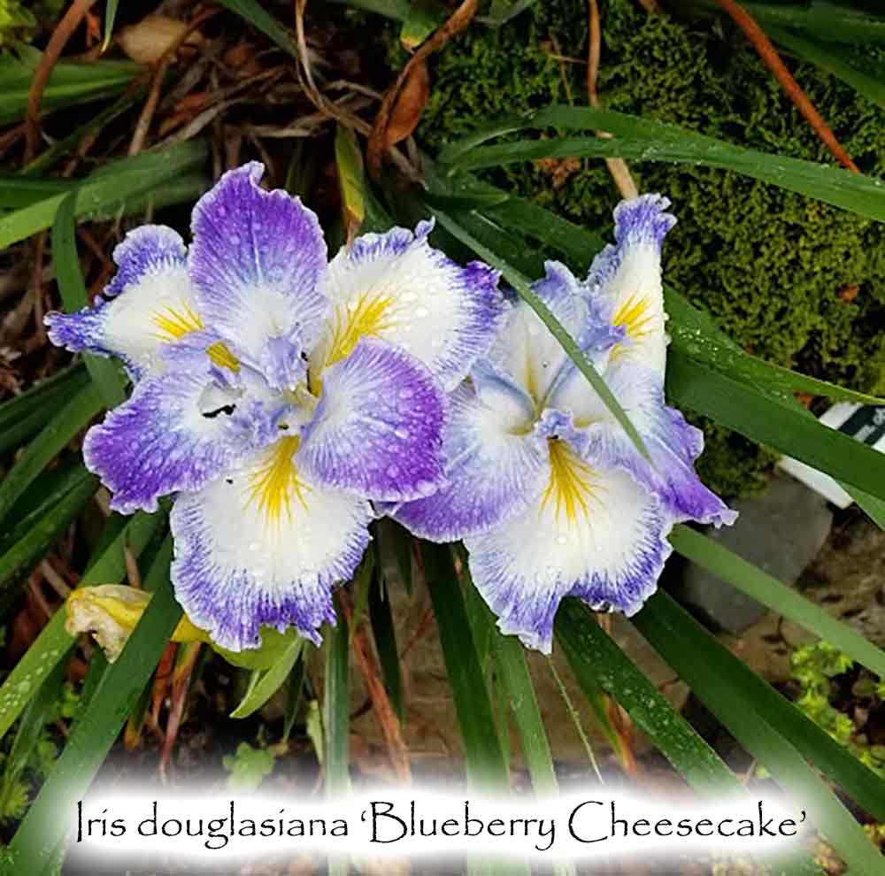Iris douglasiana 'Blueberry Cheesecake'