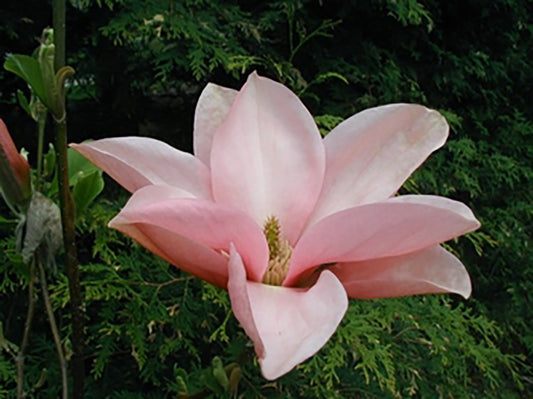 Magnolia x 'Blushing Belle'