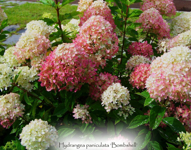 Hydrangea paniculata 'Bombshell'