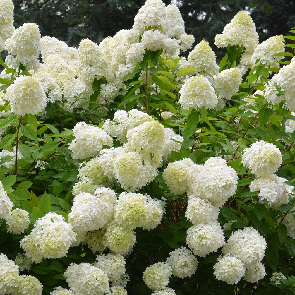 Bomshell Tree Hydrangea paniculata 'Bombshell' – Singing Tree Gardens Nursery