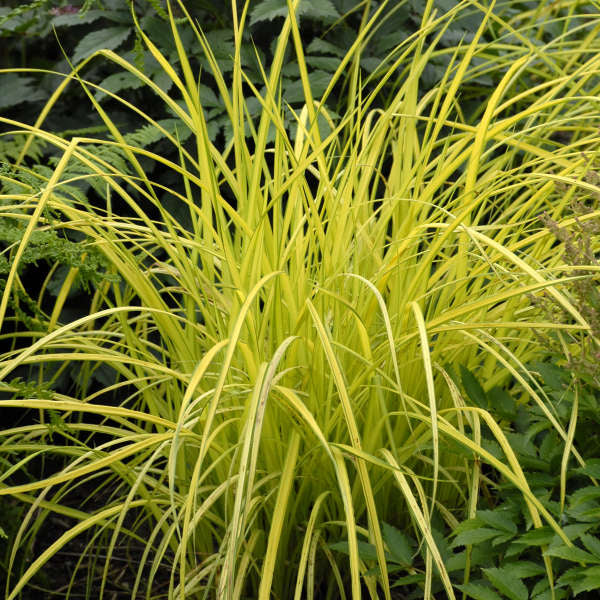 Bowles Golden Carex