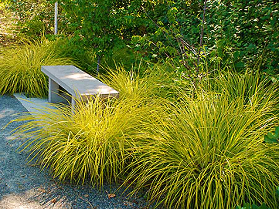 Bowles Golden Carex