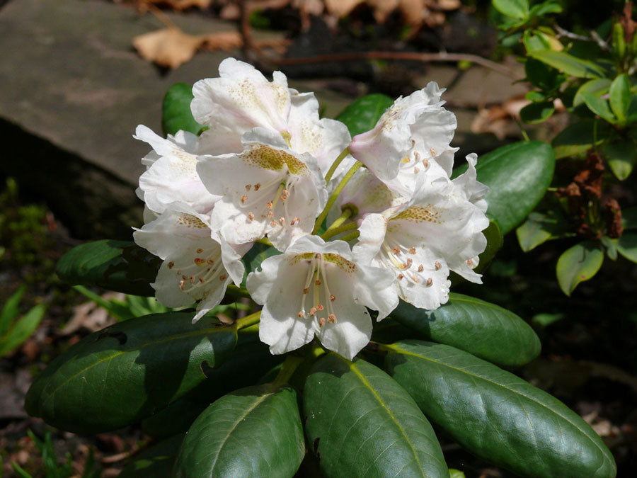 R. brachycarpum ssp. brachycarpum