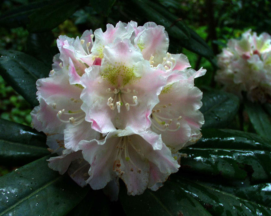 R. brachycarpum ssp. brachycarpum