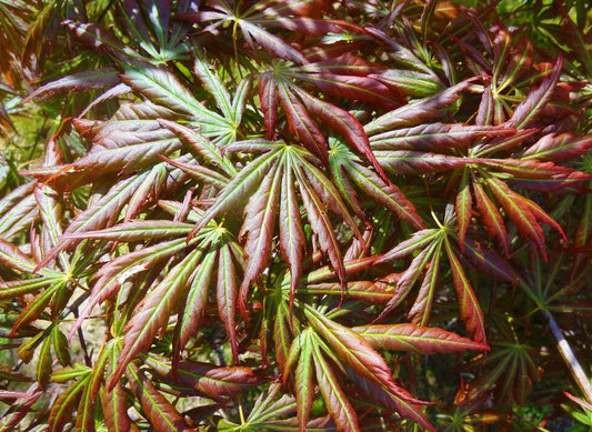 Acer shirasawanum 'Bronze Age'