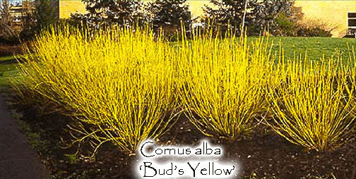 Cornus alba 'Bud's Yellow'