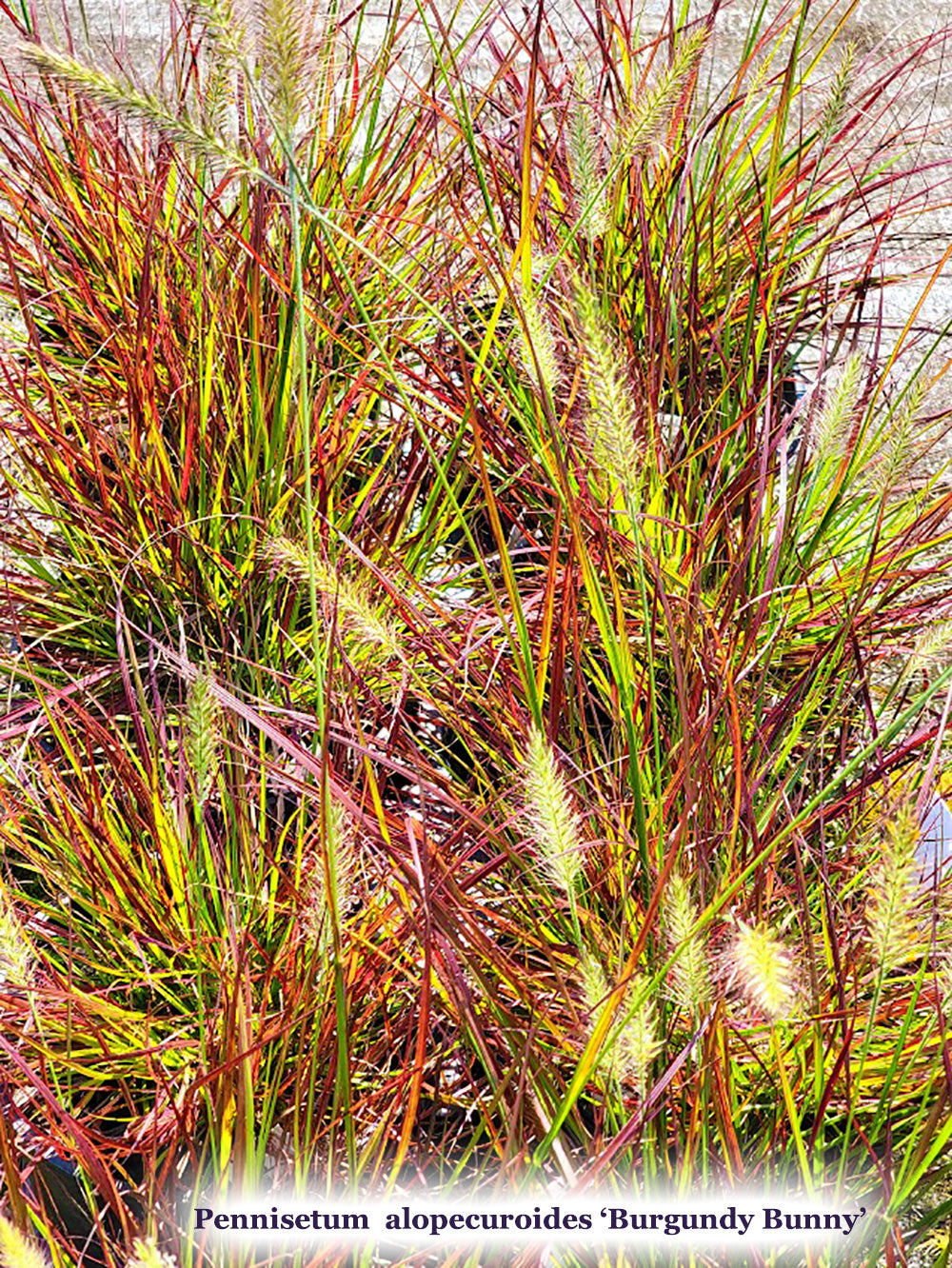 Pennisetum alopecuroides 'Burgundy Bunny'