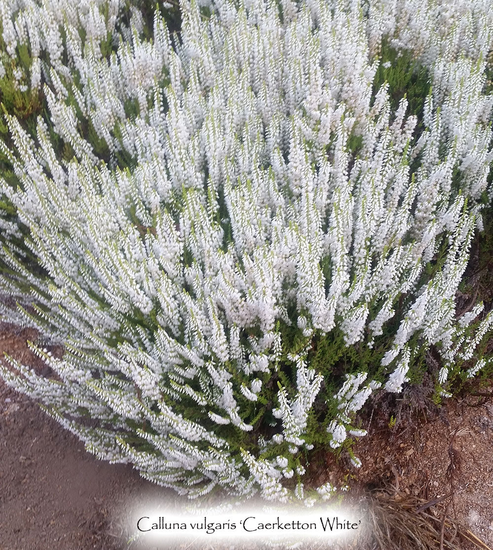 Calluna vulgaris 'Caerketton White'