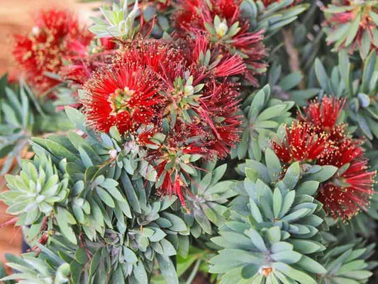 Little John Callistemon